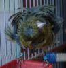 DSC01554.jpg