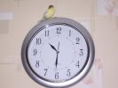 Файл=Clock.jpg
Объём=24КБ
Размеры=533x400
Дата=Окт 16, 2007 Clock.jpg