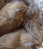DSC05921.jpg