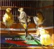 DSC07275.jpg
