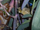Fichero: RIMG3496.JPG
TamaГ±o: 56KB
Dimensiones: 533x400
Fecha de alta: 30 de Dic de 2006 RIMG3496.JPG