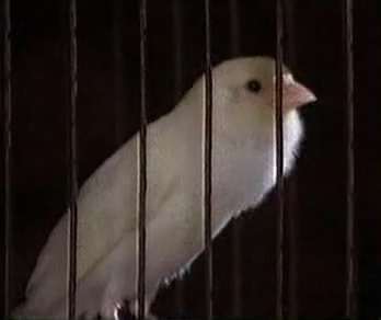 Файл=White.avi
Объём=822КБ
Размеры=0x0
Дата=Янв 13, 2005 White.avi