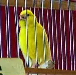 Файл=Yellow.avi
Объём=834КБ
Размеры=0x0
Дата=Янв 13, 2005 Yellow.avi