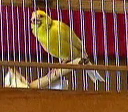 Файл=Yellow7.avi
Объём=280КБ
Размеры=0x0
Дата=Янв 13, 2005 Yellow7.avi
