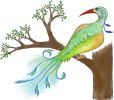 paradisebird.JPG