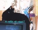 petrushka.JPG