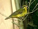 Green Singing Finch.jpg