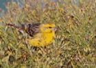 Somali Canary.jpg