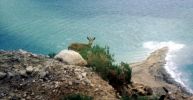 dead sea.jpg
