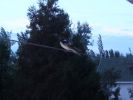 Файл=06berd03.JPG
Объём=29КБ
Размеры=533x400
Дата=Авг 02, 2006 06berd03.JPG