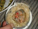 DSC02446.JPG
