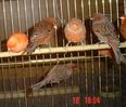 Fitxategia=DSC07928.jpg
Tamaina=46KB
Neurriak=467x400
Igotze data=2006(e)ko Aza(a)ren 24(e)an DSC07928.jpg
