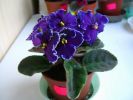 CIMG0145_resize.JPG