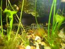CIMG0153_resize.JPG