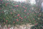 PICT0063.JPG