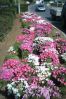 PICT0077.JPG