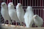 DSC05529.JPG