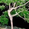 Файл=dancing_tree.jpg
Объём=67КБ
Размеры=400x399
Дата=Фев 04, 2006 dancing_tree.jpg