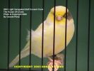 2001%20Buff%20Variegated%20Consort%20Cock[1].jpg