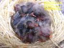 7%20Chicks%20in%201%20Nest[1].jpg