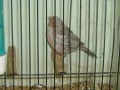 DSCF2647.JPG