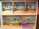 Double%20&%20Triple%20Breeders%201.jpg