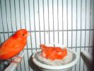 MALE_TAKING_CARE_OF_HEN[1].jpg