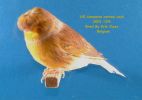 bird4.jpg