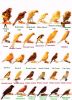 檔案名稱=canaries.jpg
檔案大小=28KB
圖片尺寸=290x400
加入日期=十月 29, 2005 canaries.jpg