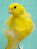 檔案名稱=clearYellowNorthernDutchl.jpg
檔案大小=14KB
圖片尺寸=308x400
加入日期=十二月 24, 2005 clearYellowNorthernDutchl.jpg