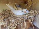 250px-Canary_nesting[1].jpg
