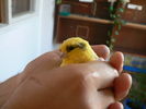 p1000078oi2.jpg