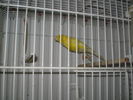 Malinua_Erkek_-_02_(01).jpg