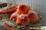 Fitxategia=3534_Red_Babies.jpg
Tamaina=53KB
Neurriak=600x400
Igotze data=2006(e)ko Urr(a)ren 31(e)an 3534_Red_Babies.jpg
