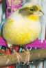 Fitxategia=LV.jpg
Tamaina=17KB
Neurriak=141x208
Igotze data=2006(e)ko Aza(a)ren 01(e)an LV.jpg