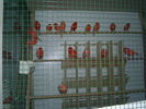 Файл=PIC_0502.JPG
Объём=52КБ
Размеры=533x400
Дата=Нояб 25, 2006 PIC_0502.JPG