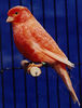 Fitxategia=Redfactor_Apricot_Cock.jpg
Tamaina=52KB
Neurriak=280x368
Igotze data=2006(e)ko Aza(a)ren 08(e)an Redfactor_Apricot_Cock.jpg