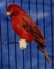Fitxategia=Redfactor_Copper_Cock.jpg
Tamaina=52KB
Neurriak=257x331
Igotze data=2006(e)ko Aza(a)ren 08(e)an Redfactor_Copper_Cock.jpg