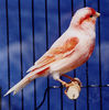 Файл=Redfactor_Mosaic_Cock.jpg
Объём=42КБ
Размеры=261x263
Дата=Нояб 08, 2006 Redfactor_Mosaic_Cock.jpg