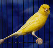 Файл=canary_border_fancy1.jpg
Объём=40КБ
Размеры=292x268
Дата=Нояб 08, 2006 canary_border_fancy1.jpg