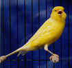 Fitxategia=canary_border_fancy2.jpg
Tamaina=41KB
Neurriak=289x272
Igotze data=2006(e)ko Aza(a)ren 08(e)an canary_border_fancy2.jpg