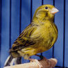 canary_fife.jpg