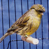 Файл=canary_gloster_corona.jpg
Объём=50КБ
Размеры=277x278
Дата=Нояб 08, 2006 canary_gloster_corona.jpg