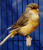 Файл=canary_norwich_plainhead.jpg
Объём=52КБ
Размеры=267x308
Дата=Нояб 08, 2006 canary_norwich_plainhead.jpg