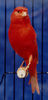 Файл=canary_redfactor_lipochrome.jpg
Объём=29КБ
Размеры=168x350
Дата=Нояб 08, 2006 canary_redfactor_lipochrome.jpg