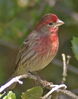 finch.jpg