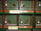 Файл=111_Vogelausstellung_003.JPG
Объём=71КБ
Размеры=533x400
Дата=Дек 10, 2006 111_Vogelausstellung_003.JPG