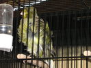Файл=111_Vogelausstellung_006.JPG
Объём=65КБ
Размеры=533x400
Дата=Дек 10, 2006 111_Vogelausstellung_006.JPG