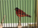 Файл=111_Vogelausstellung_011.JPG
Объём=60КБ
Размеры=533x400
Дата=Дек 10, 2006 111_Vogelausstellung_011.JPG