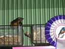 Файл=111_Vogelausstellung_024.JPG
Объём=64КБ
Размеры=533x400
Дата=Дек 10, 2006 111_Vogelausstellung_024.JPG